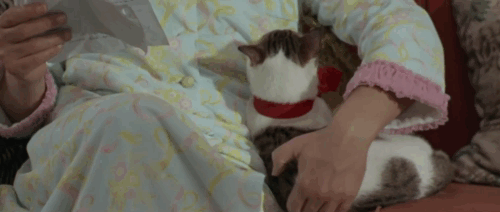 Vedo nudo - I See Naked - Ornella Nino Manfredi sitting on couch with tabby and white cat Fabiola wearing red ribbon animated gif