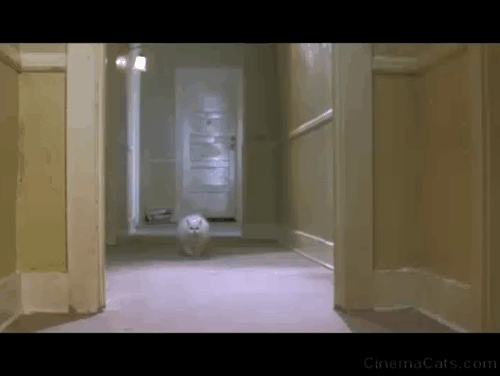 The Velocity of Gary - white Persian cat running down hallway animated gif