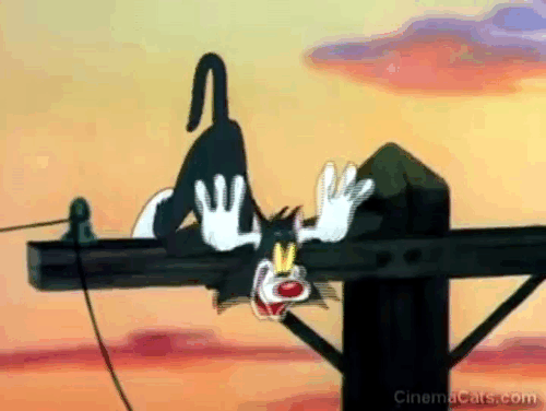 Ventriloquist Cat - black and white cat taunting dogs from telephone pole animated gif