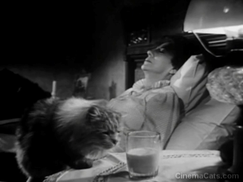 The Verdict - large long-haired tabby cat drinking from glass of milk with Mrs. Benson Rosalind Ivan animated gif