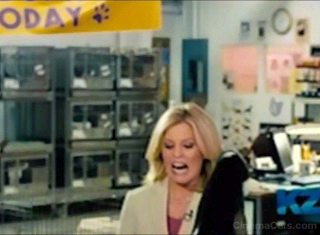 Walk of Shame - cats flying at Elizabeth Banks and at camera animated gif