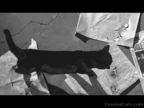 Walk on the Wild Side - black cat walking over newspapers viewed from above animated gif