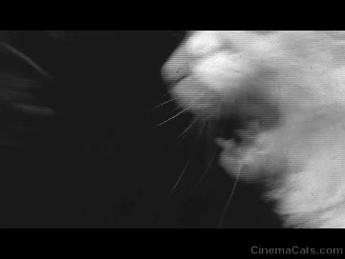 Walk on the Wild Side - black cat and white cat fighting animated gif