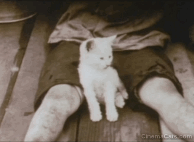 Way Down East - white kitten falling asleep between boy's legs animated gif