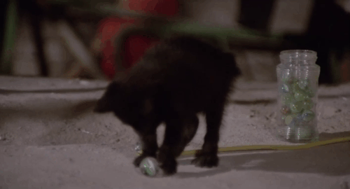 The Weapon, the Hour, the Motive - L'arma l'ora il movente - black kitten playing with marble animated gif