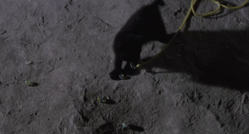The Weapon, the Hour, the Motive - L'arma l'ora il movente - black kitten pushing marble into hole as Inspector Boito Renzo Montagnani watches animated gif
