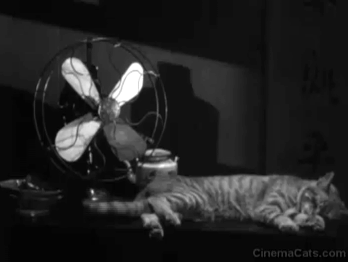 Welcome Danger - tabby cat scared by electric fan starting and jumping over the shoulders of Harold Lloyd and Clancy Noah Young animated gif