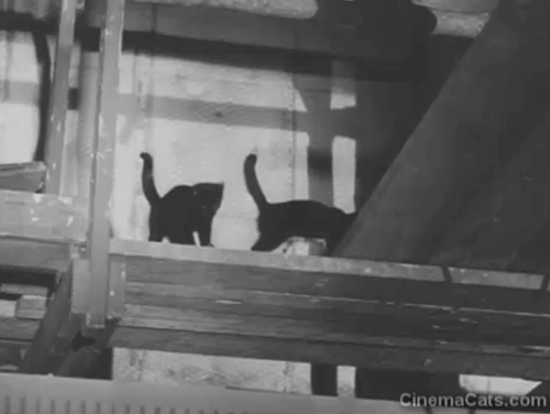 We'll Smile Again - black cat and black cat with white chest on theater catwalk as man swings animated gif