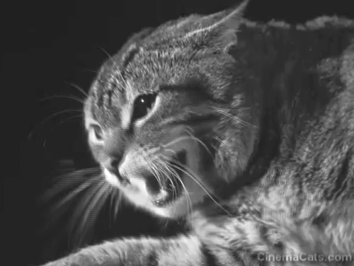 Werewolf of London - angry tabby cat hissing and swiping at Dr. Glendon Henry Hall animated gif