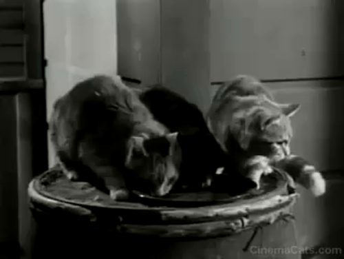 The Westerner - The Courting of Libby - cat scatters from barrel when dog barks