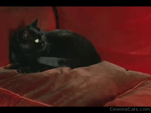 Chacun Cherche son Chat - When the Cat's Away - Chloe Garance Clavel sitting on couch with black cat Gris Gris Arapimou animated gif