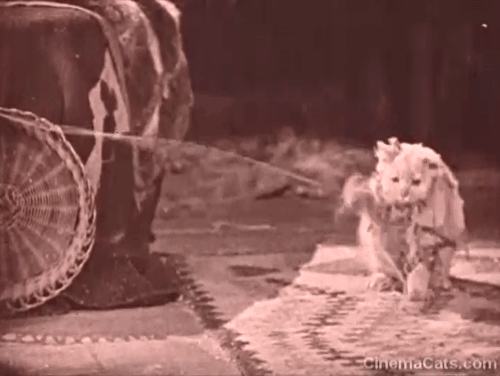 Where the North Begins - longhair white cat tangled up in yarn animated gif