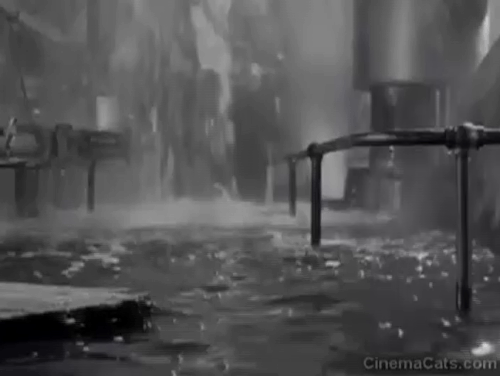 Who Was That Lady? - kitten floating on board in basement animated gif