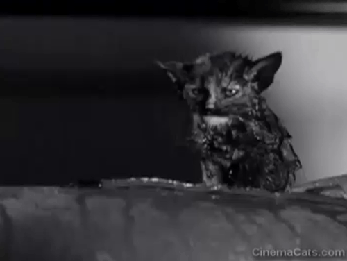 Who Was That Lady? - wet kitten mewing on pipe in basement animated gif