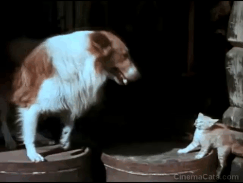 The Wild North - collie dog barking and attacking yellow tabby kitten on barrel animated gif