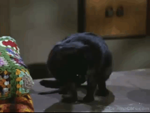 The Wild Wild West - The Night of the Wolf - black cat hissing on counter with James West Robert Conrad animated gif