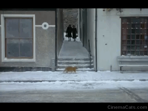 The Winter Guest - ginger and white longhair tabby cat walking along sidewalk as Chloe Sandra Voe and Lily Sheila Reid approach animated gif