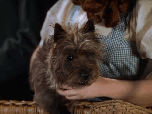 The Wizard of Oz - Dorothy Judy Garland chasing after Toto after he jumps from balloon after Siamese cat being held by Emerald City woman Helen Seamon animated gif