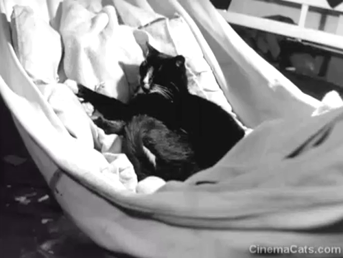 The Yangtse Incident - black and white tuxedo ship cat Simon resting in hammock animated gif