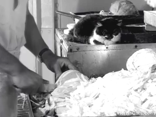 The Yangtse Incident - black and white tuxedo ship cat Simon watching onions being chopped animated gif
