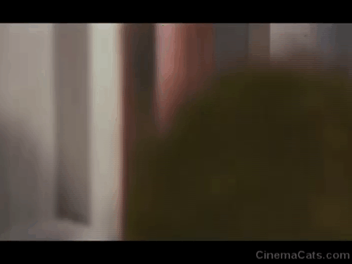 Your Vice is a Locked Room and Only I Have the Key - Irina Anita Strindberg shocked to see longhair black cat Satan by pool of blood animated gif