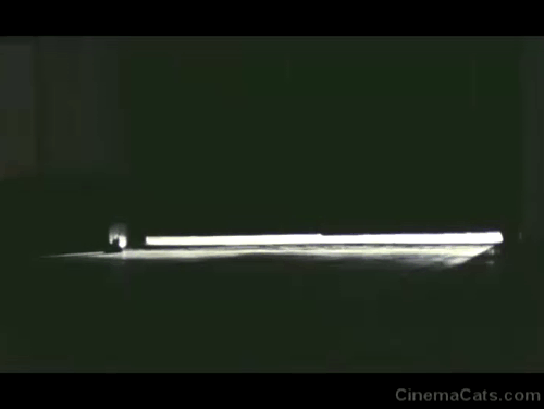 Your Vice is a Locked Room and Only I Have the Key - longhair black cat Satan by walking in dark room by door animated gif