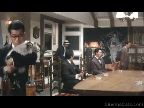 Youth of the Beast - Tatsuo Nomoto Akiji Kobayashi turning to throw knives at Jo Jô Shishido while holding large longhair white cat with black markings in conference room animated gif