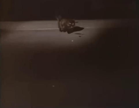 Z-Cars - Background - boys throwing hubcap at tortoiseshell cat on dark road to horror or Betty Hilda Barry animated gif