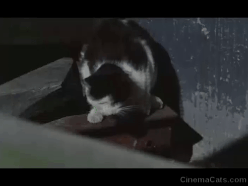 Tante Zite - black and white tuxedo cat ducking behind crates footage as shown and reversed animated gif