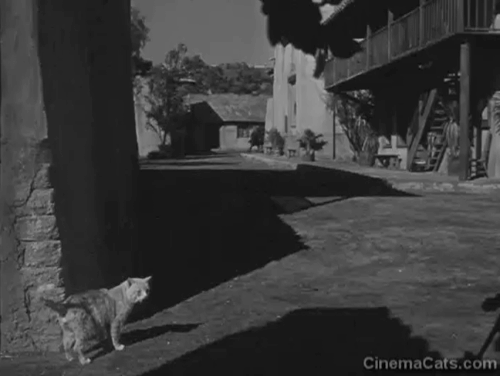 Zorro - Garcia Stands Accused - ginger tabby cat standing by corner of building as faux Zorro rides by animated gif