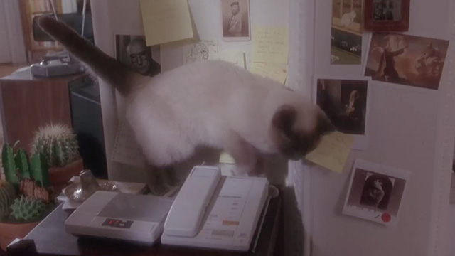 Twelve Monkeys - blue seal point cat by answering machine