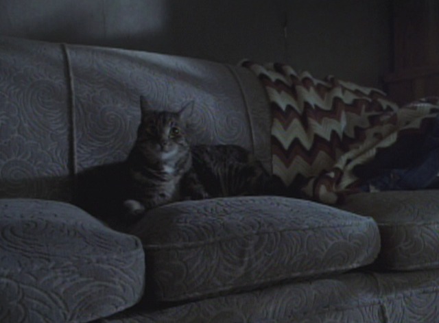 16 Blocks - tabby cat sitting on couch
