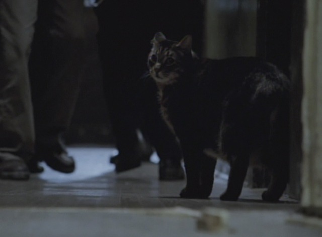 16 Blocks - tabby cat walking out of apartment with police