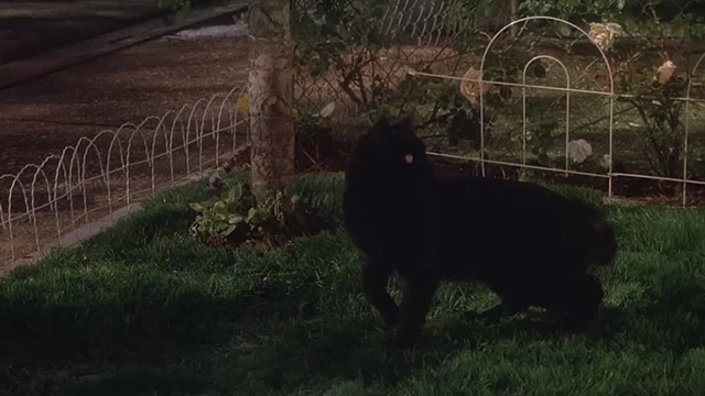 29th Street - black cat Vinnie on lawn