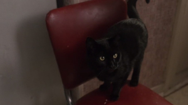 29th Street - black cat Vinnie on red chair in kitchen