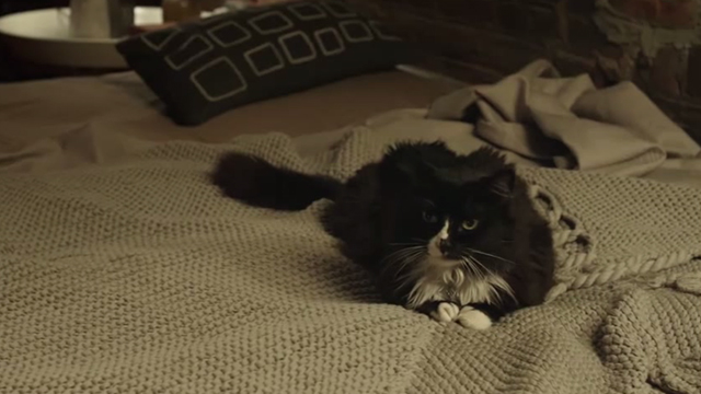2 Days in New York - long-haired black and white cat Jean Luc on bed