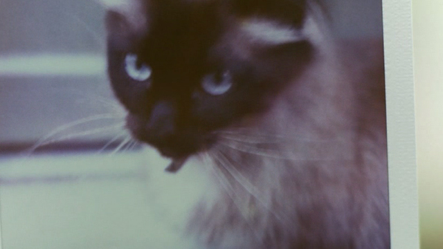 2 Days in Paris - Polaroid of Siamese cat