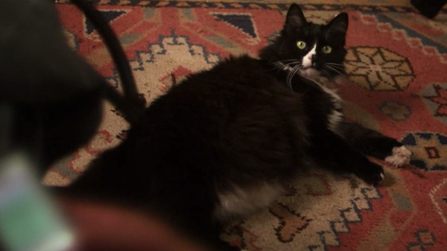 2 Days in Paris - tuxedo cat Max lying on floor