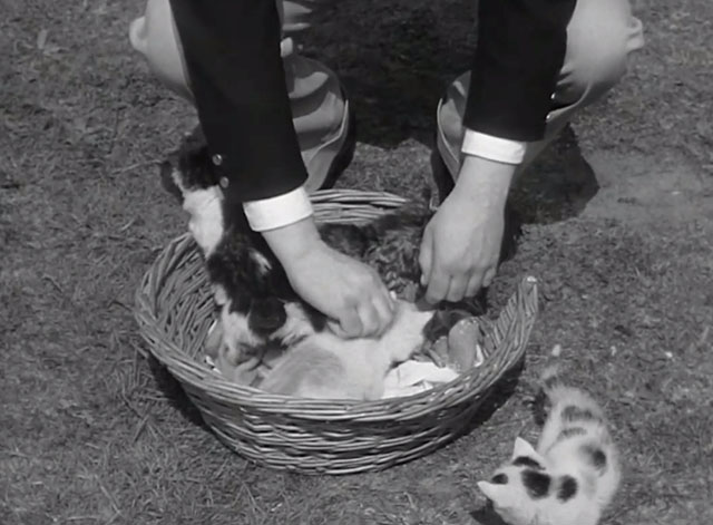 36 Hours - man reaching into basket of kittens