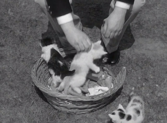 36 Hours - man picking up bicolor tabby kitten by scruff from basket of kittens