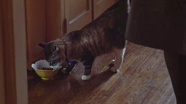 52 Pick-Up - bicolor tabby cat eating food from bowl on floor