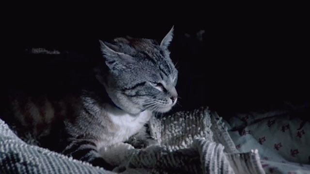 52 Pick-Up - bicolor tabby cat lying on bed in the dark