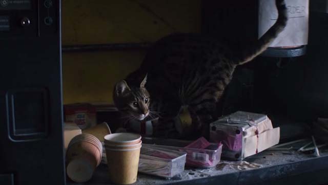 The 5th Wave - tabby cat eating something in convenience store