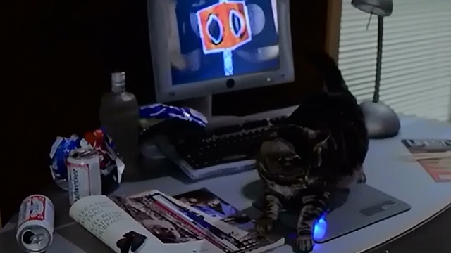 The 6th Day - English shorthair cat Sadie on desk