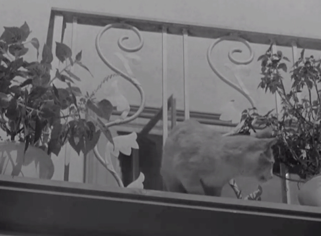 Abbott and Costello Meet the Killer, Boris Karloff - tabby and white cat on balcony by flower pots