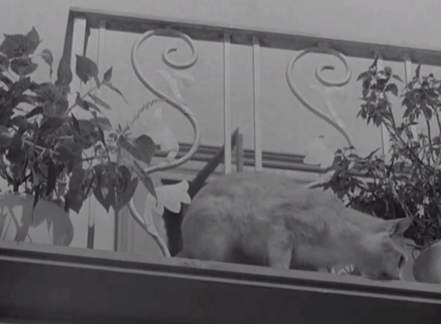 Abbott and Costello Meet the Killer, Boris Karloff - tabby and white cat on balcony by flower pots