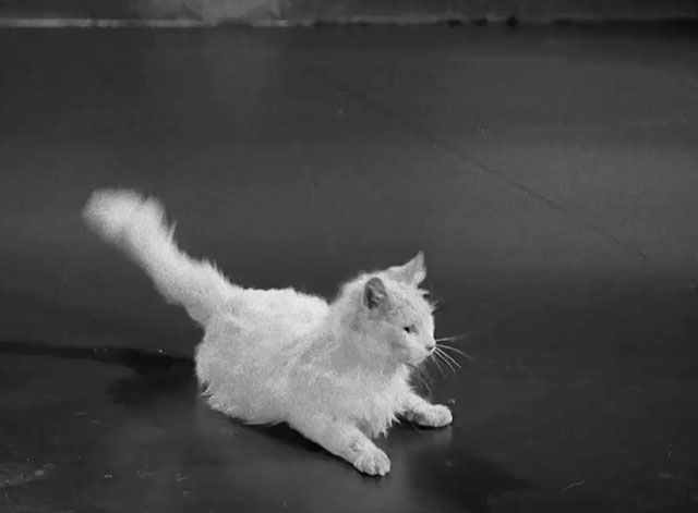 Abbott and Costello Meet Dr. Jeckyll and Mr. Hyde - longhair white cat lying on floor