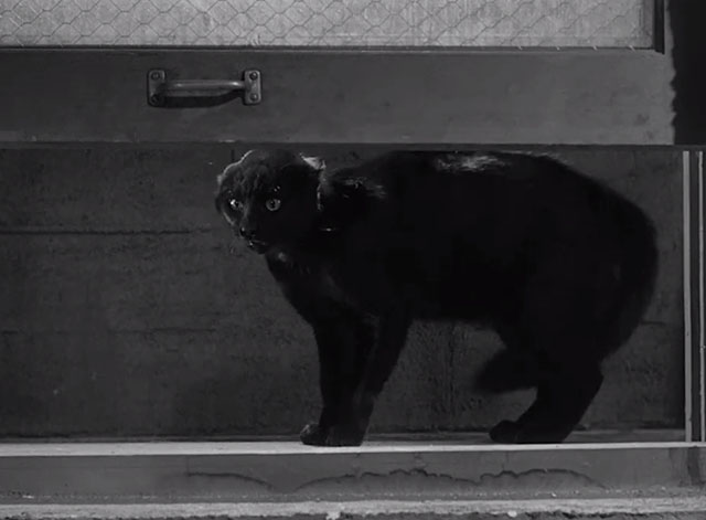 Abbott and Costello Meet the Invisible Man - angry black cat in window