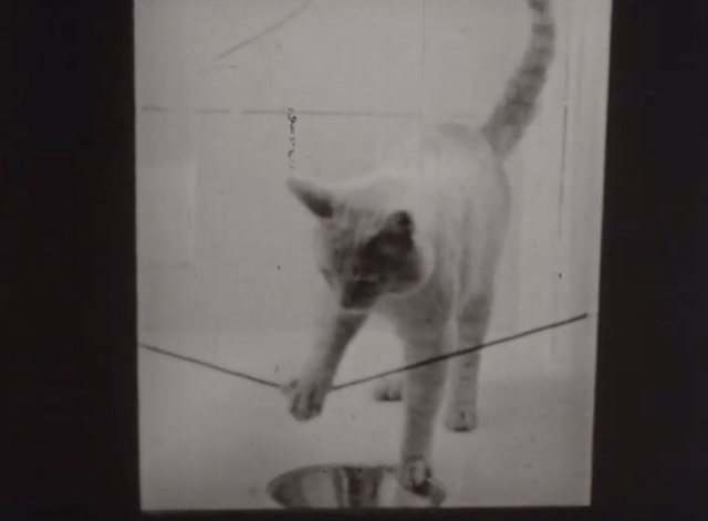 The Acquisition of the Token-Reward Habit in the Cat - tabby cat pulling on string in box