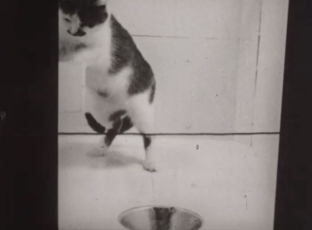The Acquisition of the Token-Reward Habit in the Cat - black and white cat reaching for balls in box